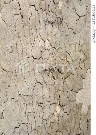 London plane 127166115