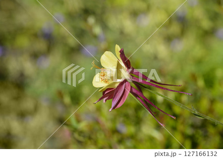 Columbine flower Columbine flower 127166132