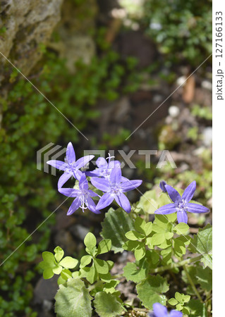 Istrian Bellflower Istrian Bellflower 127166133