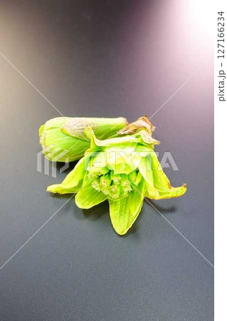 フキノトウ　ふきのとう　蕗の薹 127166234