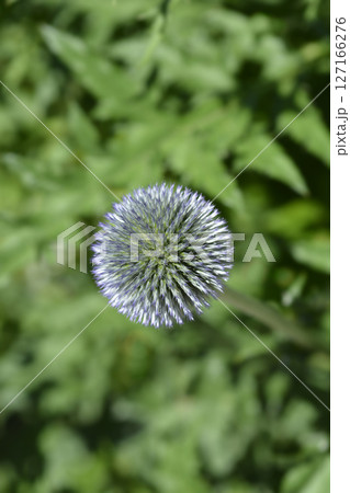 Southern globethistle Southern globethistle 127166276