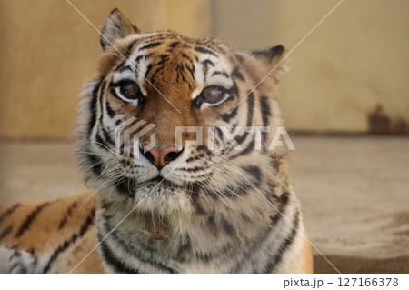 アムールトラ 127166378