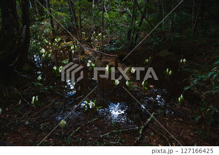 【乗鞍高原】水辺に咲くミズバショウ【牛留池遊歩道】 【乗鞍高原】水辺に咲くミズバショウ【牛留池遊歩道】 127166425