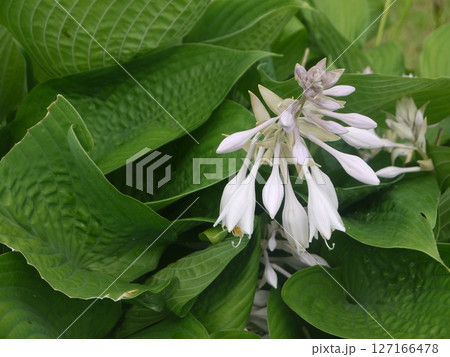 湿地に咲くオオバギボウシの花 127166478