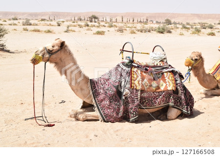 サウジアラビアでラクダに乗ろう! サウジアラビアでラクダに乗ろう! 127166508