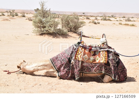 拗ねるラクダ 127166509