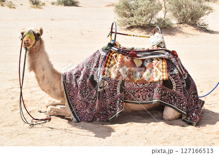 サウジアラビアでラクダに乗ろう! サウジアラビアでラクダに乗ろう! 127166513