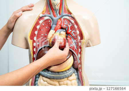 Student teenage learning anatomy biology with human body model in classroom at high school. Student teenage learning anatomy biology with human body model in classroom at high school. 127166564