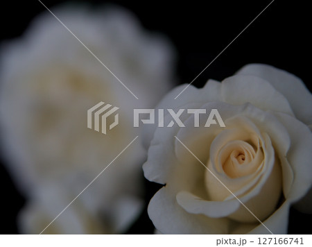 5月に美しく咲いた白色のバラ「アキト」 127166741