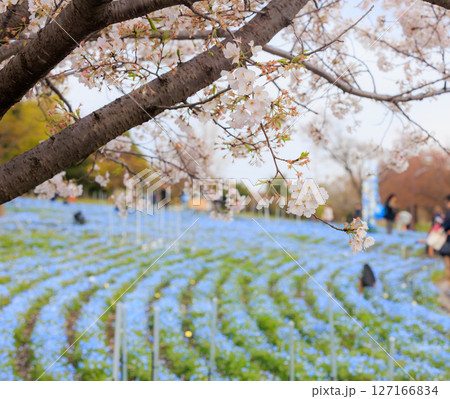 ネモフィラと桜 ネモフィラと桜 127166834