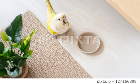 Parrot beside an empty beige food bowl on a woven mat, bird looking curious 127166899