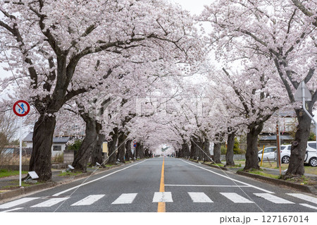 福島県富岡町、夜ノ森の桜並木 福島県富岡町、夜ノ森の桜並木 127167014