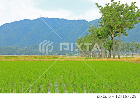 農道から見る田植え後の田園風景(新潟) 農道から見る田植え後の田園風景(新潟) 127167329