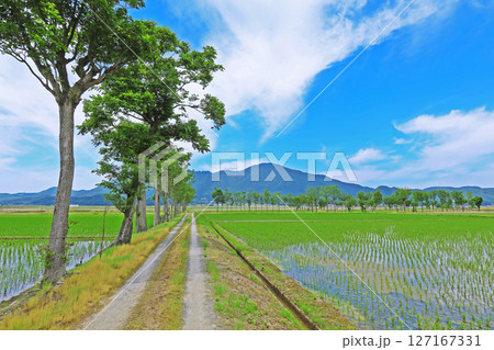 農道から見る田植え後の田園風景（新潟） 127167331