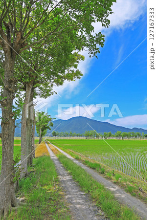 農道から見る田植え後の田園風景（新潟） 127167333