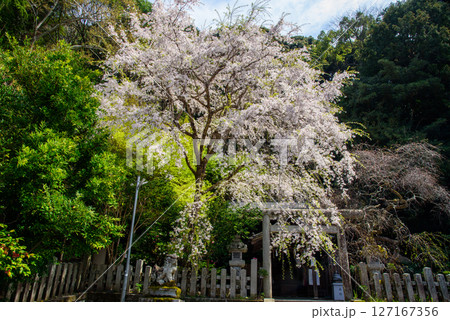 桜に覆われた大豊神社 桜に覆われた大豊神社 127167356