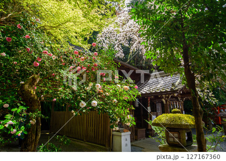 桜と椿が咲く大豊神社 桜と椿が咲く大豊神社 127167360
