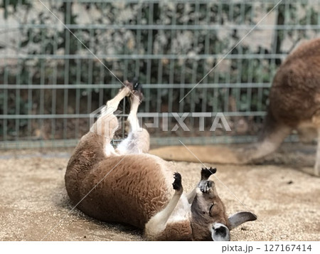 お手上げなカンガルー お手上げなカンガルー 127167414