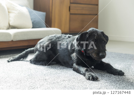 リビングの黒い犬 リビングの黒い犬 127167448
