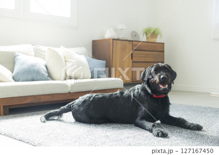リビングの黒い犬 リビングの黒い犬 127167450