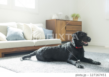 リビングの黒い犬 127167451