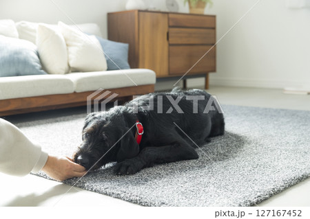 リビングの黒い犬 127167452