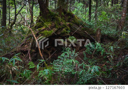 【乗鞍高原】倒木更新【牛留池遊歩道】 127167603
