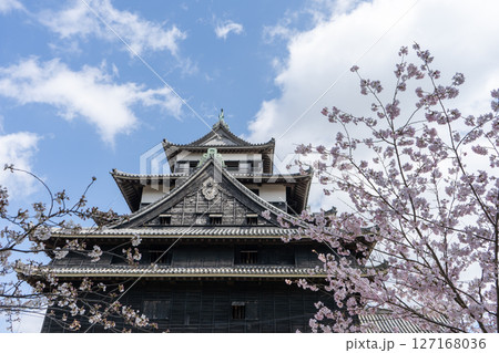 島根県 国宝松江城の天守閣と桜 島根県 国宝松江城の天守閣と桜 127168036