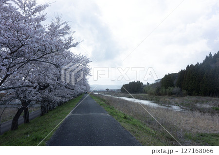 福島県双葉郡にある請戸川の桜並木 福島県双葉郡にある請戸川の桜並木 127168066