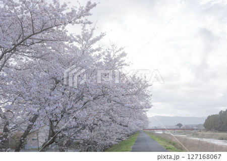 福島県双葉郡にある請戸川の桜並木 127168067