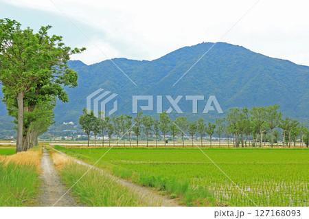 田植え後の田園風景（新潟） 127168093