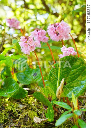 花咲くイワカガミ 花咲くイワカガミ 127168237