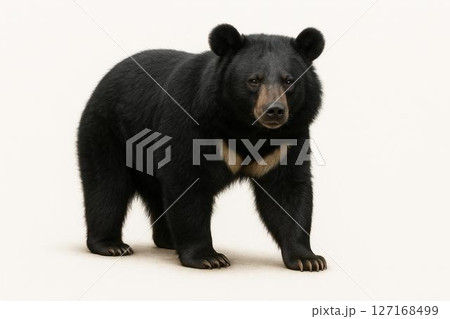 熊 ツキノワグマ 熊 ツキノワグマ 127168499