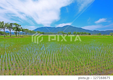 田植え後の田園風景（新潟） 127168675