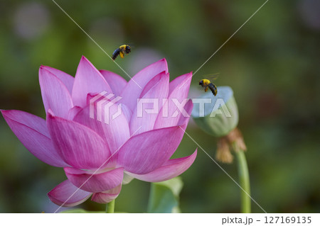 蓮の花とクマバチ 蓮の花とクマバチ 127169135