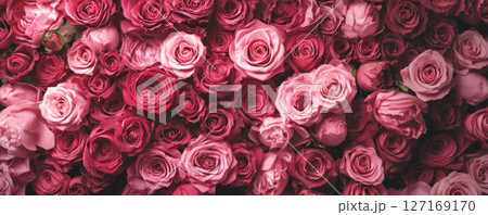 Banner of Abundant Pink and Red Roses in Full Bloom Banner of Abundant Pink and Red Roses in Full Bloom 127169170