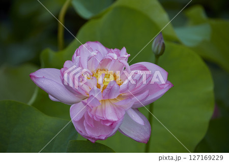 蓮の花のある風景 127169229