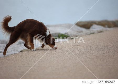 Brown and white dog is sniffing the ground Brown and white dog is sniffing the ground 127169287