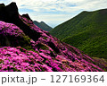 ミヤマキリシマの咲く平治岳から見るくじゅう連山 127169364
