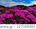 ミヤマキリシマの咲く平治岳 127169365