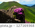 ミヤマキリシマの咲く平治岳から見る大船山 127169368