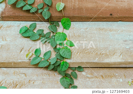 Green Ivy fresh leaves on the wall 127169403