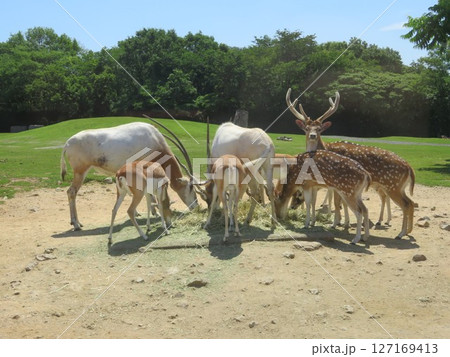 草食動物 草食動物 127169413