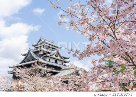 島根県　桜に包まれた国宝松江城の天守閣 127169773