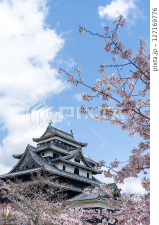 島根県 桜に包まれた国宝松江城の天守閣 島根県 桜に包まれた国宝松江城の天守閣 127169776