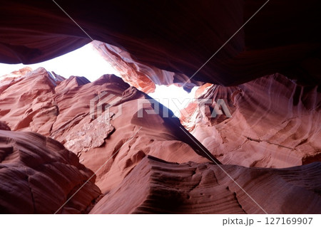 アンテロープ 127169907