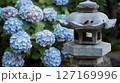 紫陽花と石灯籠が織りなす日本の庭園風景 127169996