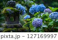 紫陽花と石灯籠が織りなす日本の庭園風景 127169997