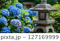 紫陽花と石灯籠が織りなす日本の庭園風景 127169999