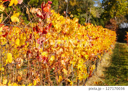 Mornington Peninsula Vines in Australia 127170036